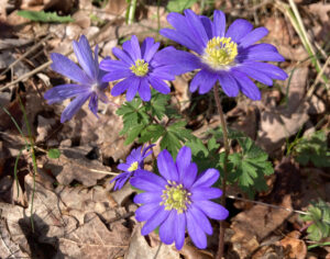 Blumen Blumen